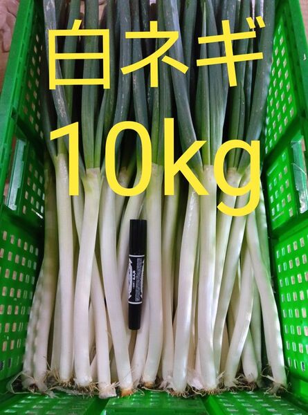 鳥取県産 白ネギ 10kg 長ネギ