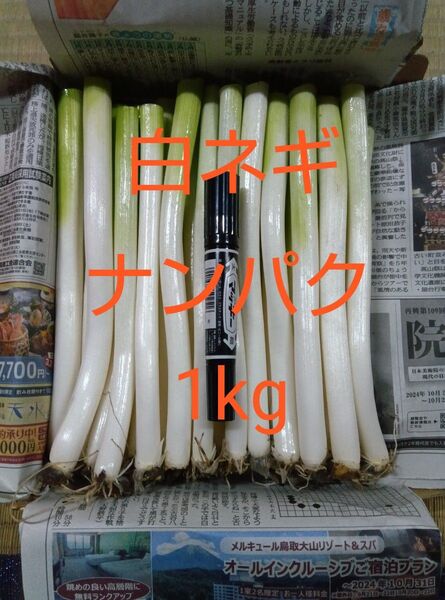 鳥取県産 白ネギ 1kg たっぷりナンパク宅急便コンパクト 長ネギ