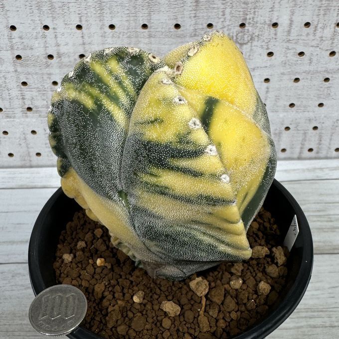 Yahoo!オークション -「ランポー錦」(サボテン) (観葉植物)の Yahoo!オークション -「ランポー錦」(サボテン) (観葉植物)の
