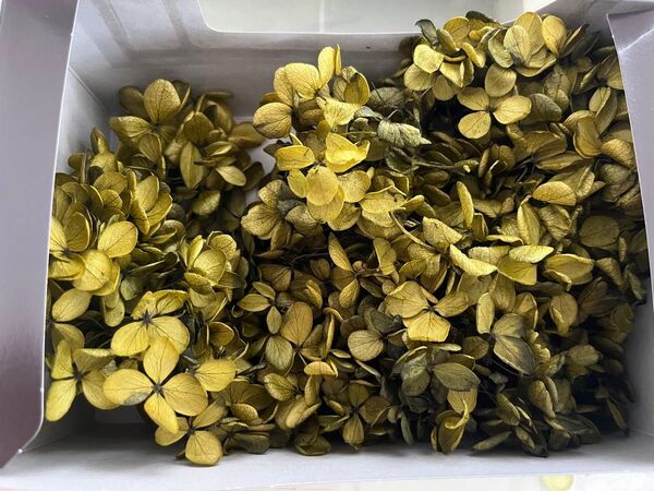 プリザーブドフラワー ソフトピラミッドアジサイ アジサイ 紫陽花 バジルグリーン