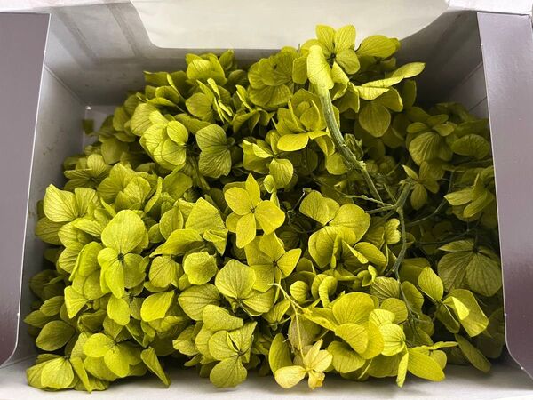プリザーブドフラワー 紫陽花 アジサイ ソフトゆめアジサイ グリーン