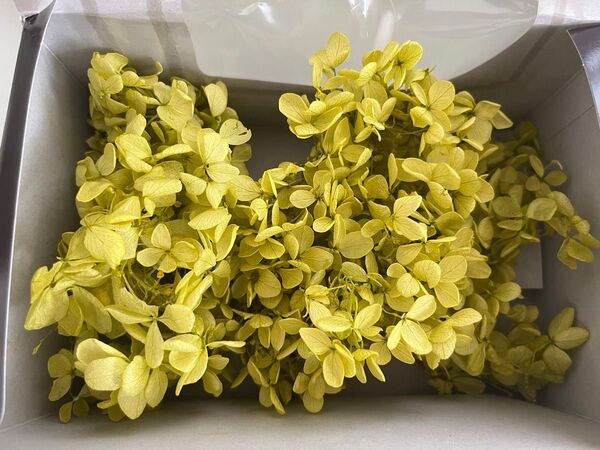 プリザーブドフラワー ピラミッドアアジサイ ドライフラワー アジサイ 紫陽花 ライトグリーン