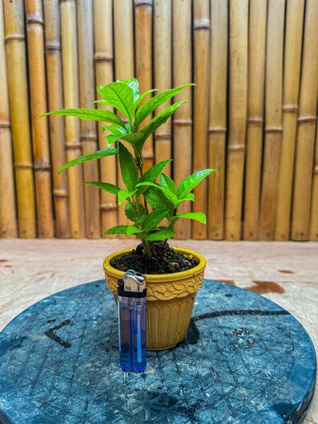 センリョウ 小品陶器 山野草