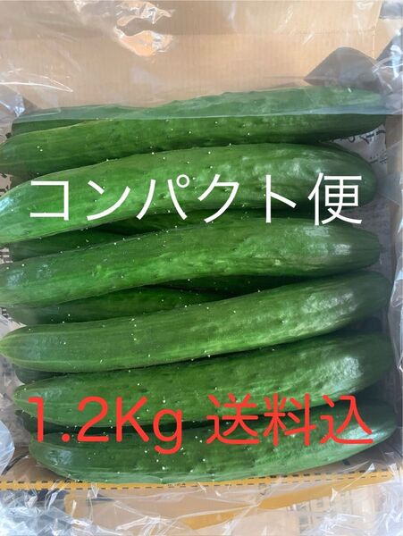 無言 評価しない方 お断り! 群馬県産 朝採り ハウス栽培 きゅうり1.2キロ送料込 即購入可 日付指定不可