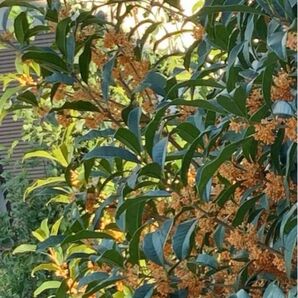 キンモクセイ挿し穂5本〜おまけ付き