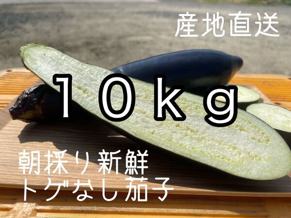 100サイズ 箱いっぱい 産地直送 農家直送 朝採り 新鮮野菜 野菜 茄子 ナス なす
