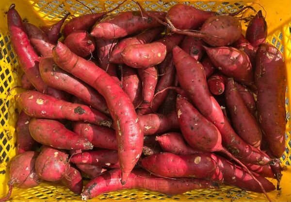 茨城県ひたちなか べにはるか 5キロ 5kg 紅はるか 訳あり品 個人農家直送 さつまいも 水洗い済み 送料無料