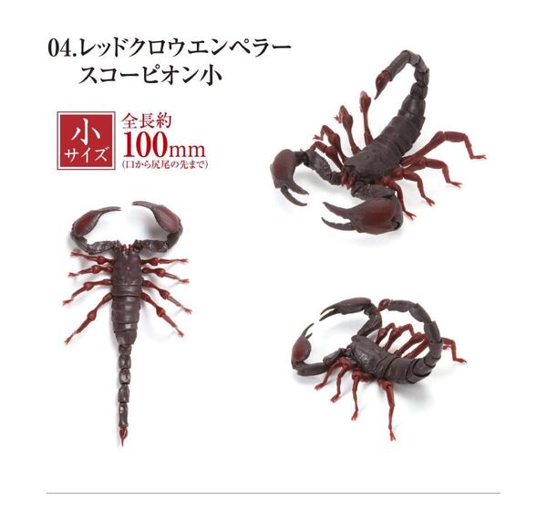 いきもの大図鑑 サソリ レッドクロウエンペラースコーピオン 小 未開封
