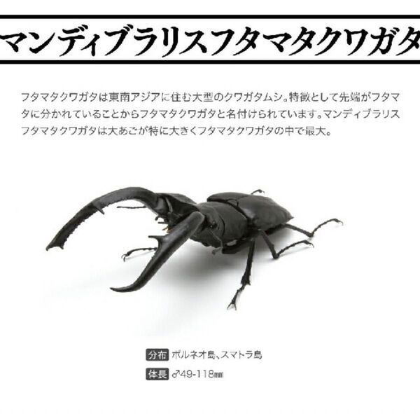 いきもの大図鑑 くわがた02 マンディブラリスフタマタクワガタ