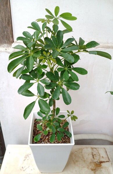 シェフレラ カポック☆大きめ!観葉植物!