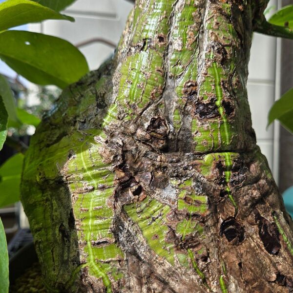 超大型 ボンバックス Pseudobombax ellipticum 鉢付発送