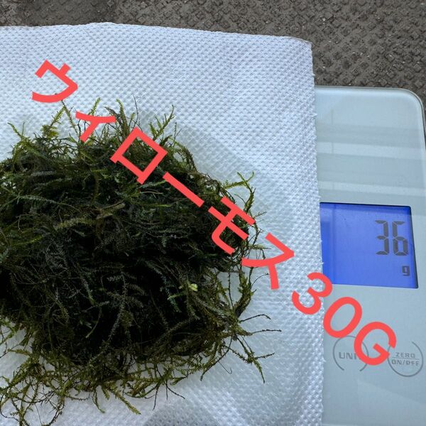 ウィローモス30G