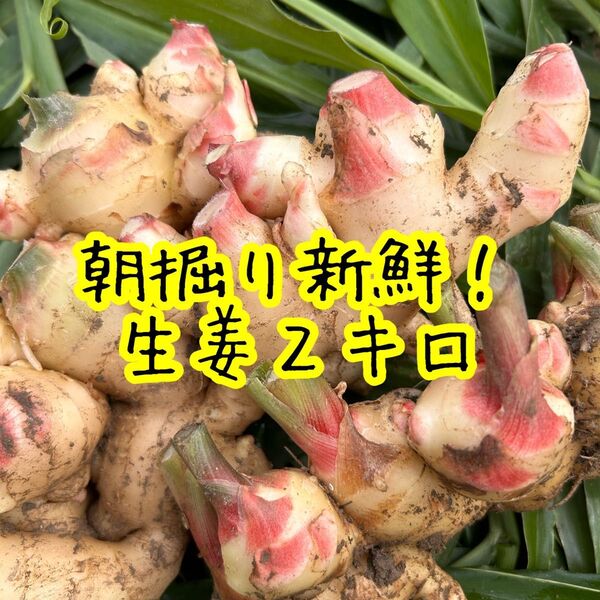 朝掘り新鮮!生姜!農家直送 土付き2kg 育成栽培中農薬不使用