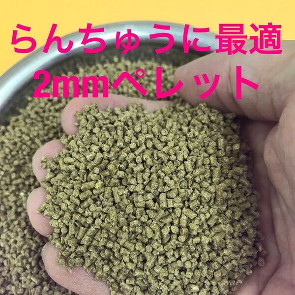 お得です 2㎜ペレット 1700g入り らんちゅう 土佐金に最適な餌 粉やクズの少ない高品質な餌 消化吸収の良い餌です 沈下性
