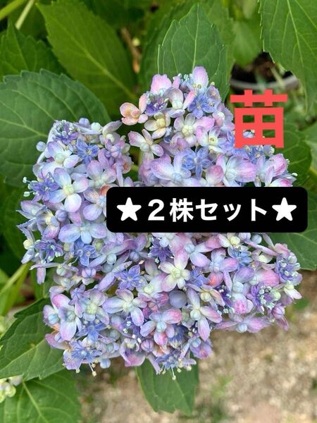 紫陽花 根っこ付き 花苗 挿木苗 あじさい 春のガーデニング 苗セット