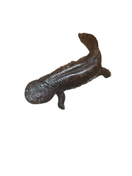 にほんのいきもの オオサンショウウオ フィギュア