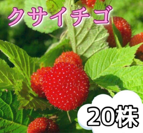 木苺 クサイチゴの抜き苗 20株入り ジャムや果実酒にも使えます 国産ラズベリー