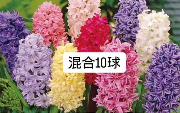 ヒヤシンス 球根 混合 10球