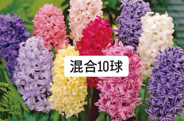 ヒヤシンス 球根 混合 10球