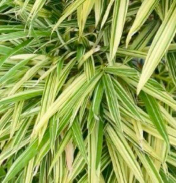 大名竹 スズコナリヒラ竹 鈴子業平竹1本 無農薬栽培