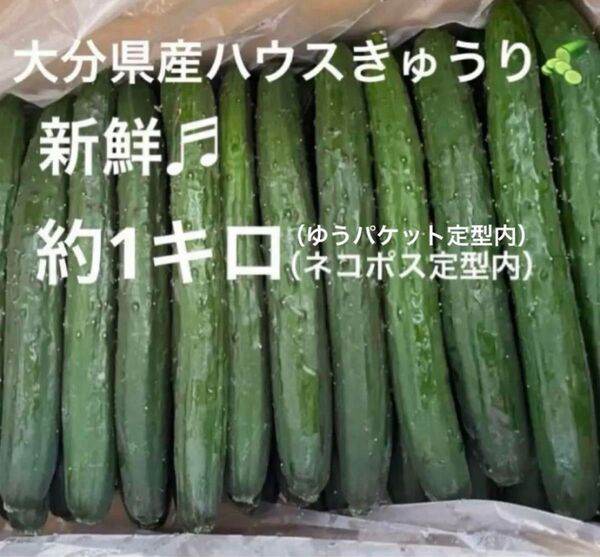 新鮮 大分県産ハウスきゅうり (胡瓜 キュウリ