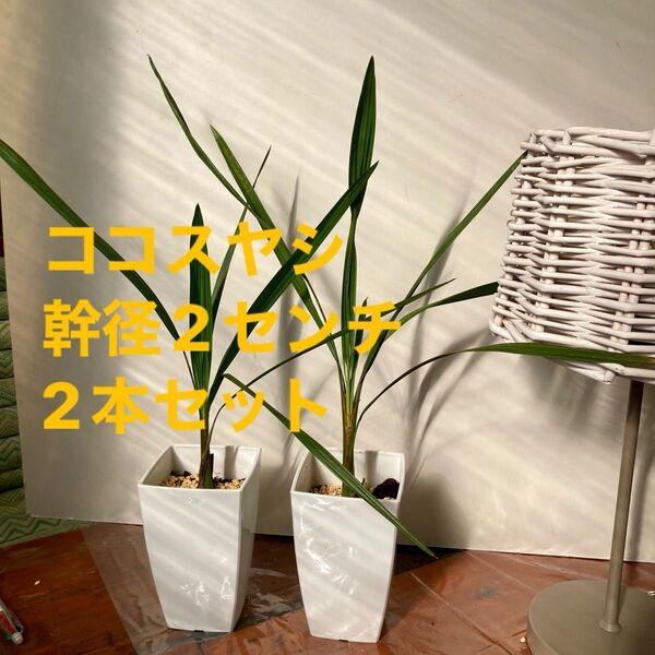 ココスヤシ 幹径2センチ以上 2本セット