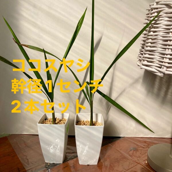 ココスヤシ 幹径1センチ以上 2本セット