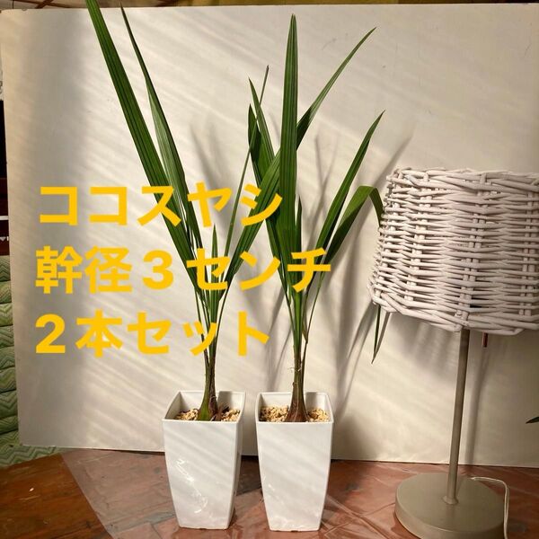 ココスヤシ 幹径3センチ以上 2本セット