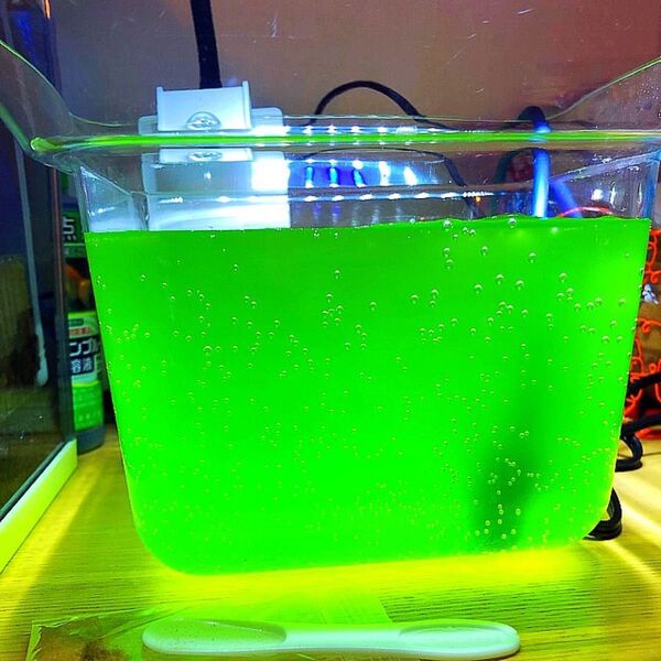 グリーンウォーター 800ml 種水 メダカ 金魚 稚魚 栄養 色上げ クロレラ 餌 めだか 稚魚 フード PSB 産卵促進 越冬