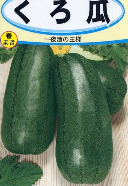 岐阜県産、自然栽培、家庭菜園R6年9月、毎年自家採種甘くて、メロンの香り、黒瓜 タネ 1セット、60粒