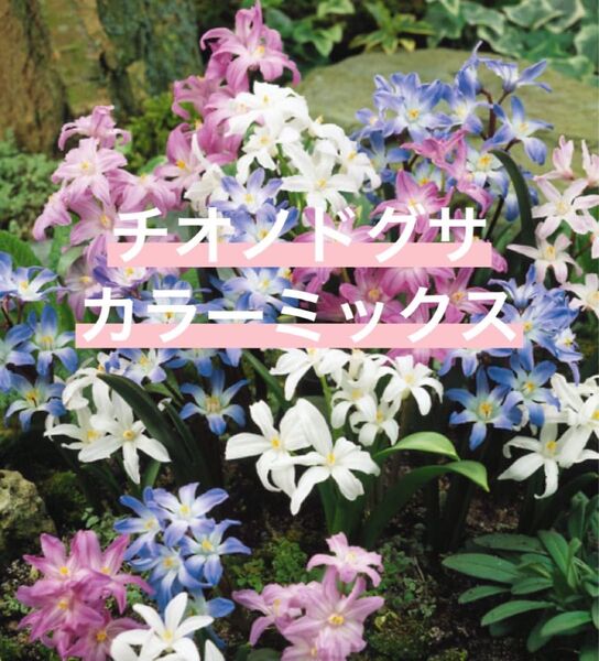 チオノドクサ MIXカラーミックス 球根10個