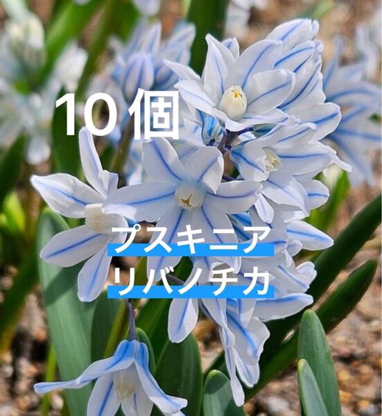 プスキニア リバノチカ 球根 10球 植えっぱなし