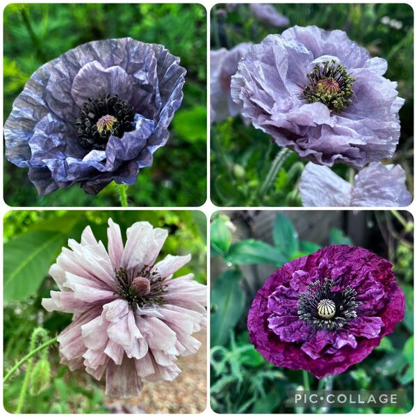 ポピーミックス100粒以上200粒くらい + おまけ 他の花の種