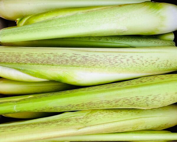 朝どれ マコモダケ1kg 真菰筍 新鮮野菜農家直送 農薬不使用 化学肥料不使用