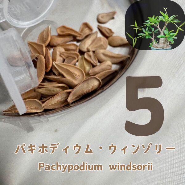 パキホディウム・ウィンゾリーPachypodium windsorii 5粒