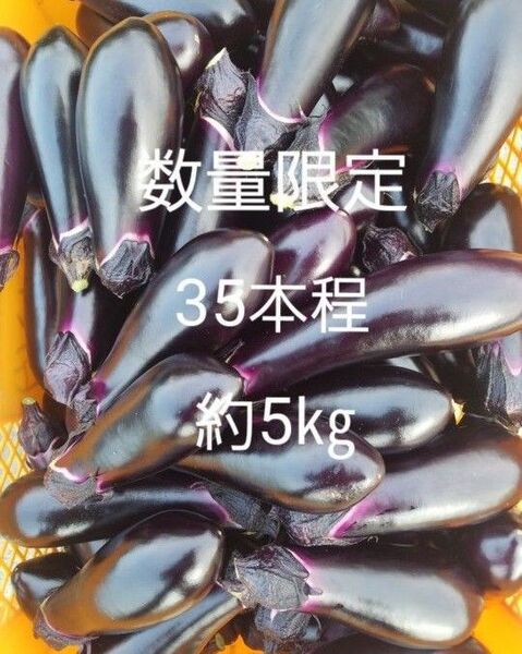 数量 限定 茄子 なす 箱込5㎏ 40本前後