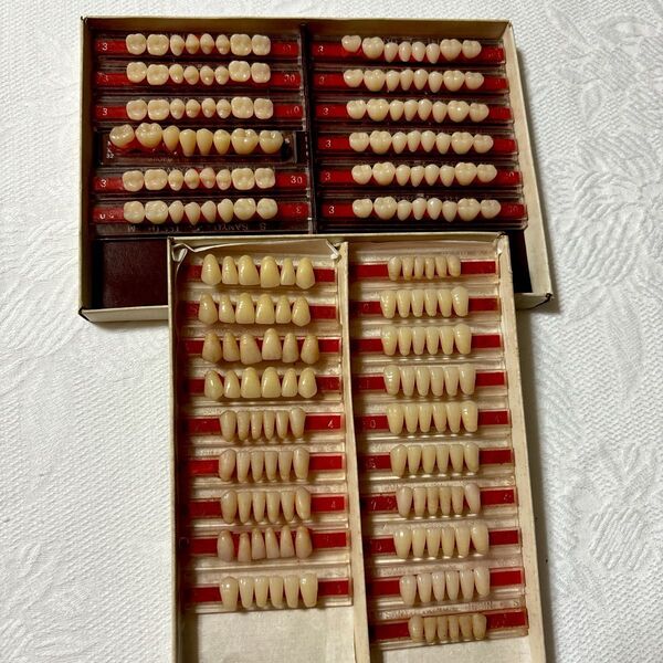 SANYO RESIN TEETH 臼歯 人工歯 31組