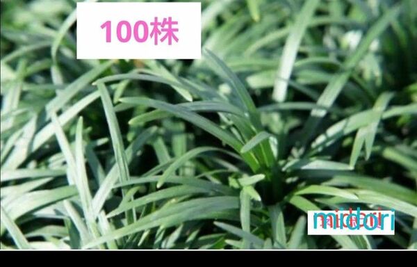 玉龍 タマリュウ たまりゅう (100株)植物一般