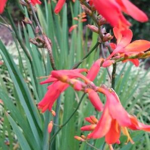 ヒメヒオウギズイセン の 球根 茶花 (6球根)植物一般