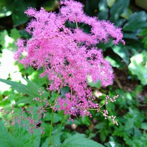 京鹿の子 キョウカノコ 茶花