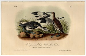 1856年 オーデュボン アメリカの鳥類 第2版 手彩色 石版画 Pl.347 シギ科 ハジロオオシギ属 ハジロオオシギ Semipalmated Snipe 博物画