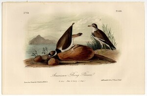1856年 オーデュボン アメリカの鳥類 第2版 手彩色 石版画 Pl.320 チドリ科 チドリ属 ミズカキチドリ American Ring Plover 博物画