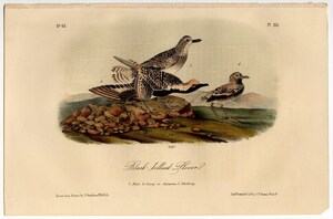 1856年 オーデュボン アメリカの鳥類 第2版 手彩色 石版画 Pl.315 チドリ科 ムナグロ属 ダイゼン Black-Bellied Plover 博物画