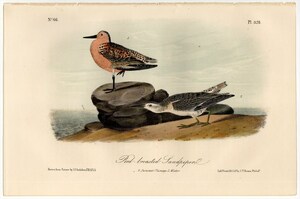 1856年 オーデュボン アメリカの鳥類 第2版 手彩色 石版画 Pl.328 シギ科 オバシギ属 コオバシギ Red breasted Sandpiper 博物画