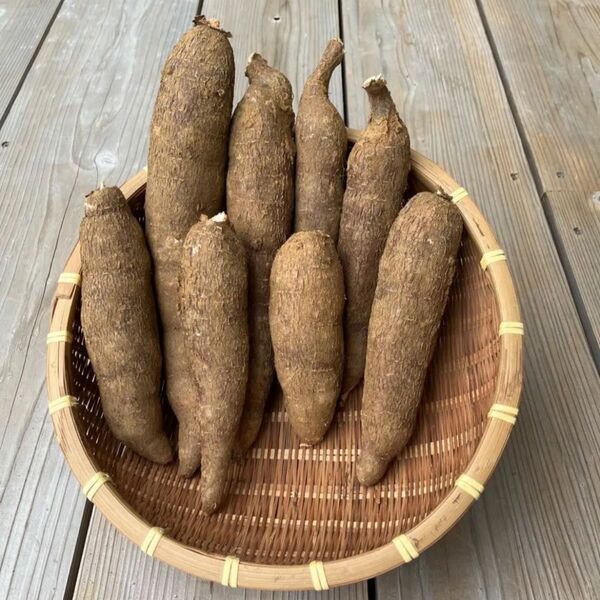 沖縄産 キャッサバ芋(白) 5kg