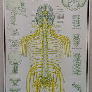 人体神経系統図パネル&自律神経系統図パネル セット 美品 送料無料