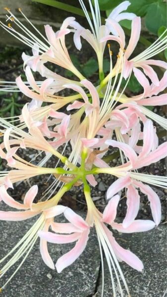 彼岸花球根リコリス 球根