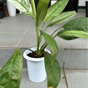 観葉植物 スパティフィラム 極斑入り 新芽