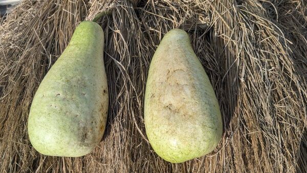 かんぴょう 特大サイズ 夕顔 2個セット 野菜セット