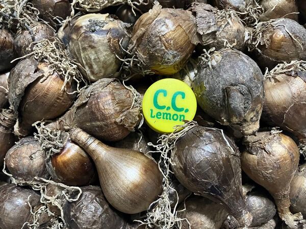 ☆日本水仙の球根 60球 匿名配送 送料無料 無農薬 自然栽培